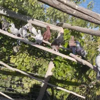 کبوتر پرشی