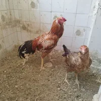 مرغ خروس لاری