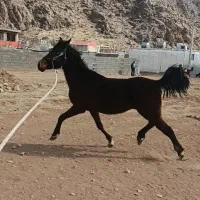 مادیون