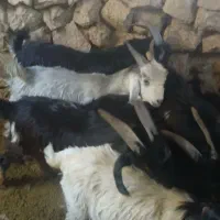 کهره نر چاق|حیوانات مزرعه|بیضا, |دیوار