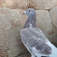 کبوتر پلاکی