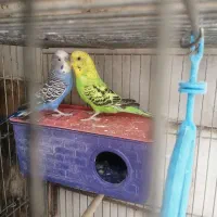 جفت مرغ عشق|پرنده|اصفهان, سرتاوه|دیوار