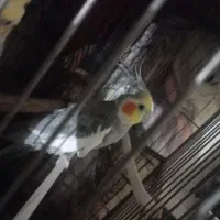 ۲عدد عروس هلندی دستی سخنگو