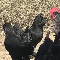 تخم نطفه دار مرغ مرندی