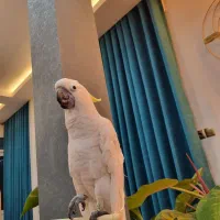 کاکادو
