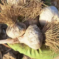 سیر زابل