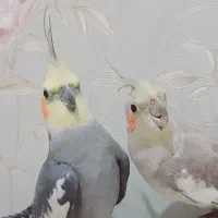 یک جفت طوطی عروس مولد|پرنده|قزوین, |دیوار