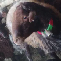 قوچ جوان