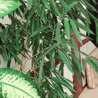راهنمایی کار و همکاری در باغبانی