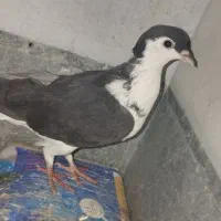 کبوتر ساده ماده|پرنده|سراوان, |دیوار