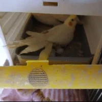 یه جفت عروس هلندی زعفرانی به شرط جوجه|پرنده|سبزوار, باهنر|دیوار