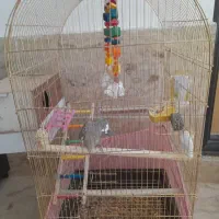 عروس هلندی با قفس