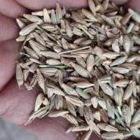 جو محلی ایرانی با کیفیت