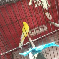 قناری نر نیمه رسمی زر  طلایی