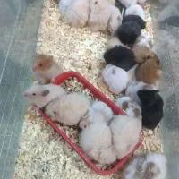 انواع همستر سوری وکمپل