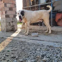 سگ البای آماده کشش