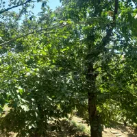 باغ جاده چالوس کندر۴۵۰ متر .