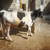 گاو|حیوانات مزرعه|فیروزآباد, |دیوار