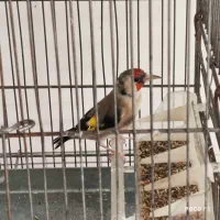 ماده سهره کار داده|پرنده|شیراز, شاپورجان|دیوار