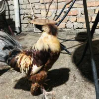 خروس لهستانی