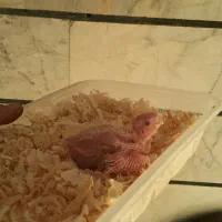 جوجه عروس هلندی سرلاکی ودونخور البینو لوتینو دوکت|پرنده|کرج, حصارک بالا|دیوار