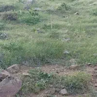 فروش زمین کشاورزی دیم