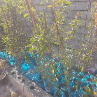 نهال گلدانی ریشه پر