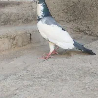 کفتر پلنگ|پرنده|جوین, |دیوار