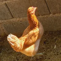 فروش تعدادی مرغ محلی اصل خوش رنگ .