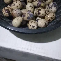 تخم نطفه دار بلدرچین|حیوانات مزرعه|آمل, |دیوار