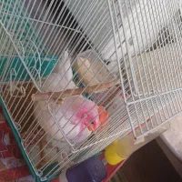 تعدادی وسیله.ماشین لباسشویی جوجه