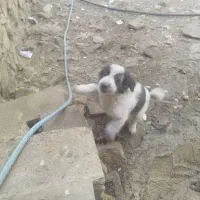 سگ خوشکل  نژاد دار