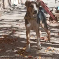 سک نگهبان نر