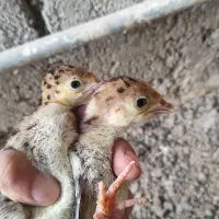 فروش بوقلمون ۵روزه