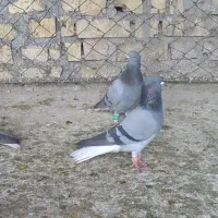 کبوتر دم سفید|پرنده|فراشبند, |دیوار