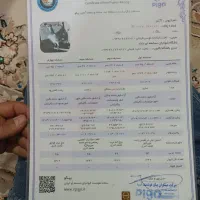 یه جفت کبوتر مسافتی|پرنده|تربت جام, معدآباد|دیوار