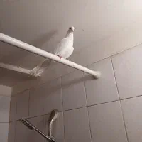 کبوتر گرفتنی حلقه شماره موبایل پاشه