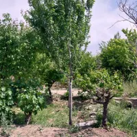 باغچه چهاردیواری ۲۷۰متری بابنای قدیمی|فروش خانه و ویلا|شهریار, |دیوار