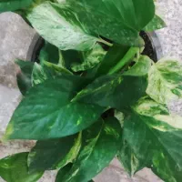 گل .پتوس ارتشی زیر گلدانی|گل و گیاه طبیعی|ورامین, ورامین|دیوار