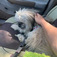 سگ شیتزو ۲ ساله|سگ|مریوان, |دیوار