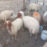 باسلام خدمته شماه گوسفند|حیوانات مزرعه|اهواز, گلدشت|دیوار
