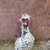 خروس نژاد زینتی|حیوانات مزرعه|سامان, |دیوار