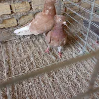 تعداد چند کبوتردرجه یک برافروش سرخ سرور دمسفید