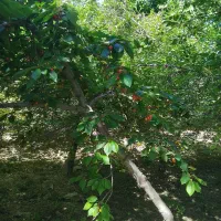 خریدار حیاط در گلبهار 1/۵ میلیارد نقدی وباغ|پیشفروش املاک|چناران, |دیوار