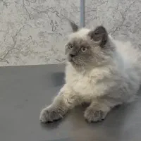 پرشین هیمالین زیبا|گربه|تبریز, |دیوار