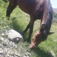 اسب، سواری سر دوم گیر|اسب و تجهیزات اسب‌سواری|لاله زار, |دیوار