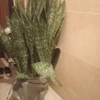 گل سانسوریا