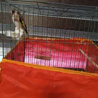 دوتاقفس کاملاسالم