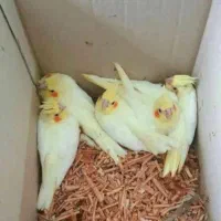 طوطی عروس نژاد دار کشیده سخن گو|پرنده|مرزیکلا, |دیوار