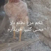 تخم مرغ نطفه دار